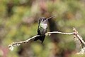 * Nomination Talamanca hummingbird (Eugenes spectabilis), Costa RIca --Bgag 00:04, 9 April 2024 (UTC) * Promotion  Support Good quality. --Rjcastillo 00:09, 9 April 2024 (UTC)