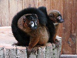 Eulemur rubriventer 4 (Wroclaw zoo).JPG