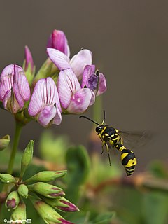 <i>Eumenes mediterraneus</i> Species of wasp