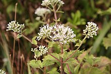 Eupatorium formosanum.jpg