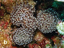 Euphyllia paraancora