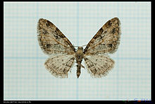 Eupithecia costimacularia.jpg