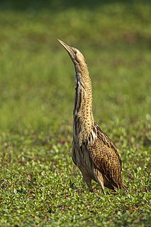 Eurasian bittern Species of bird