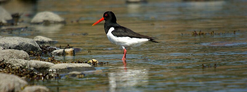 File:Eurasian Oystercatcher (Haematopus ostralegus) (3668673883).jpg