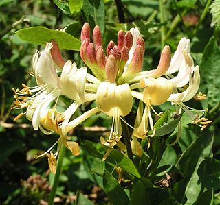 <i>Lonicera periclymenum</i> species of plant