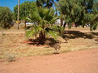 Exmouth (Australie)