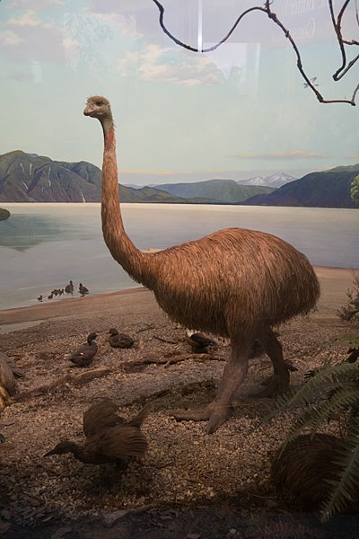 An extinct moa. Until the arrival of humans, New Zealand's only mammals were bats and seals, resulting in many bird species evolving to fill the open 