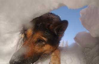 Rescue dog digs out victim in exercise