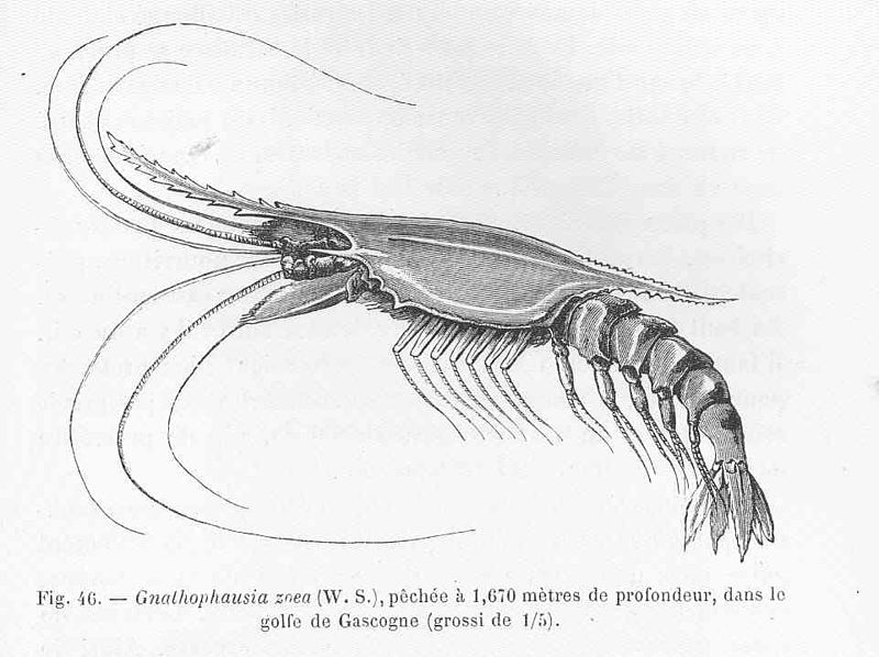 File:FMIB 46958 Gnothophausia zoea (WS), peche a 1,670 metres de profondeur, dans le golfe de Gascogne.jpeg