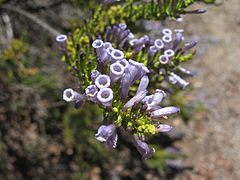 Fabiana imbricata