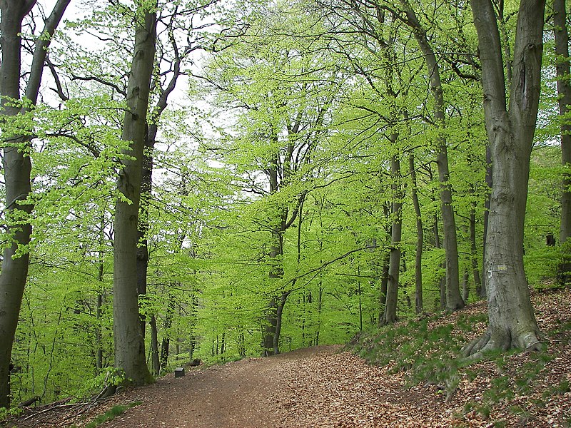 File:Fagus sylvatica 006.jpg