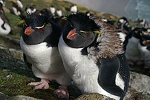 Pinguine – Wikipedia