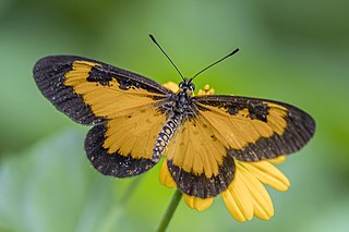 <i>Acraea acerata</i> Species of butterfly
