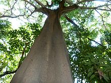 Ficus polita (nom) ، habitus ، Manie van der Schijff BT.jpg