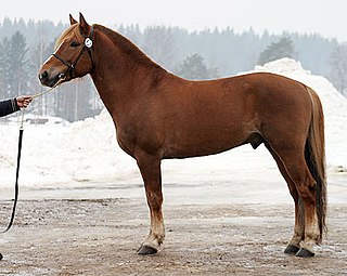 Finnhorse horse breed