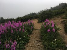 Fireweed lines a foggy hiking path near the Glenn Alps Trail Head in Chugach State Park Fireweed in Glenn Alps.jpg