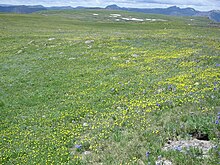 Alpine flora at 11,500 feet (3500 m) on the Flat Tops plateau in the Colorado Rocky Mountains U.S.A Flat Tops tundra.jpg