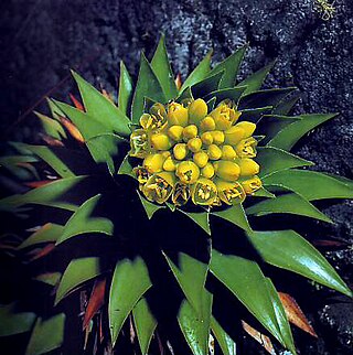 <i>Lindmania</i> Genus of flowering plants