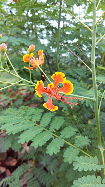 File:Flowers of india 06.jpg