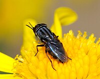 Stomorhina lunata (Calliphoridae)