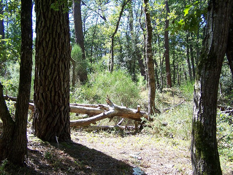 File:Forêt de la Coubre 019.jpg