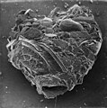 Agglutinated foraminifera, ab. 500 µm