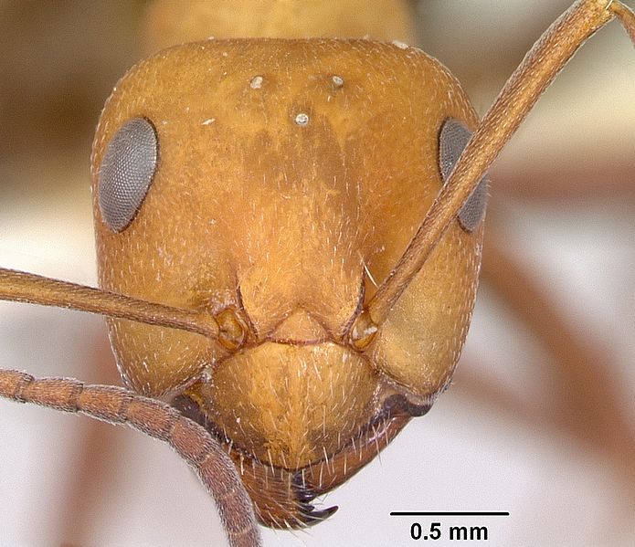 File:Formica mucescens casent0103492 head 1.jpg