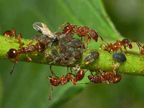 Тля рыжий муравей тип биотических отношений. Муравьи Myrmica rubra. Рыжая мирмика муравей. Мирмика Рубра. Мирмицины муравьи.