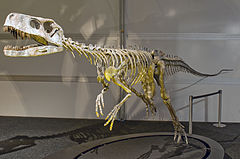 Frenguellisaurus ischigualastensis DSC 6185.jpg