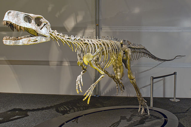Image: Frenguellisaurus ischigualastensis DSC 6185
