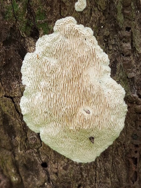 File:Fungi 24.jpg