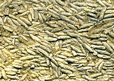 Assemblage of fossils of Silurian-Permian fusulinid foraminiferans Fusulinid limestone, Upper Pennsylvanian; Elk County KS.jpg