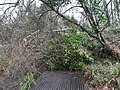 Storm Eunice blocks boardwalk with ivy and willow