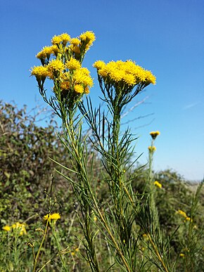 Beskrivelse av bildet Galatella linosyris sl 4.jpg.