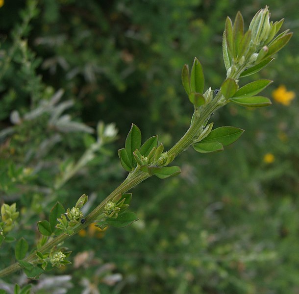 File:Genista monspessulana (5).jpg