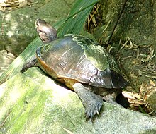 Giant Asian Pond Turtle heosemys grandis.jpg