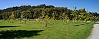 Ginkgo-Park in Vilshofen an der Donau.jpg