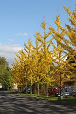 Thumbnail for File:Ginkgo biloba PAN 2.JPG