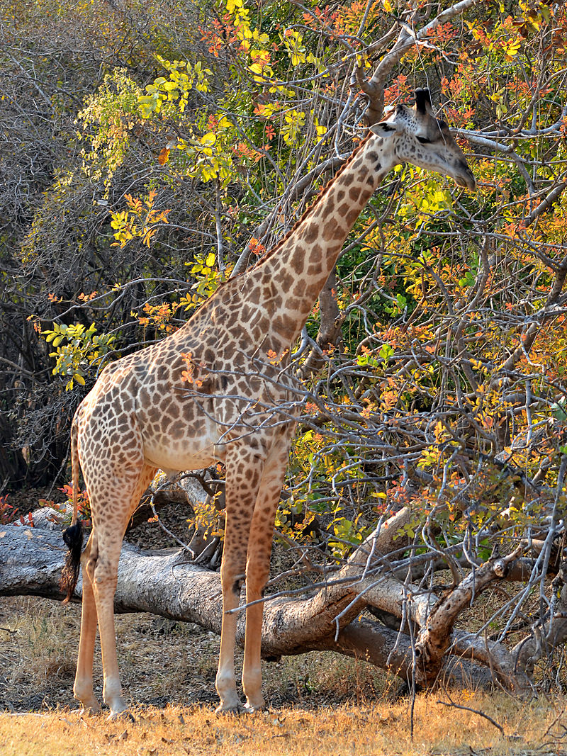 Thornicroft's giraffe - Wikipedia