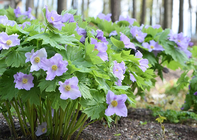 File:Glaucidium palmatum kz02.jpg