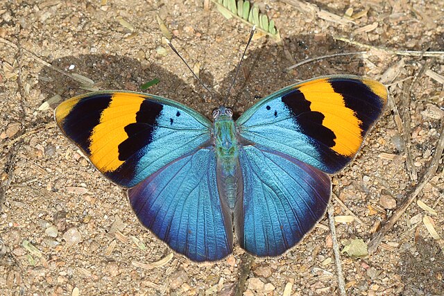 Bộ sưu tập cánh vẩy 5 - Page 14 640px-Gold-banded_Forester_-_Euphaedra_neophron%2C_Gorongosa_National_Park%2C_Mozambique_%2830633313408%29