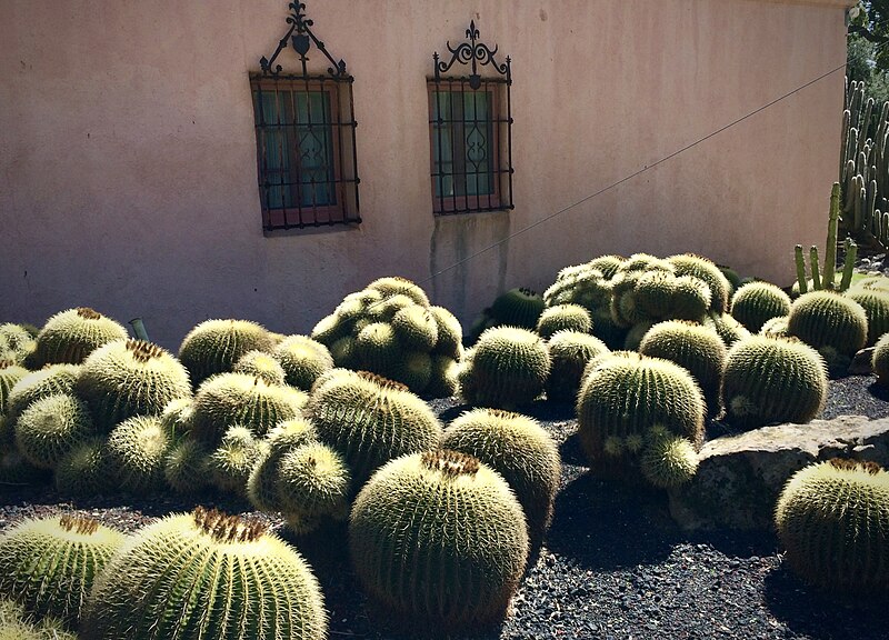 File:Golden barrels at Lotusland.jpeg