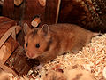 Hamster doré, couleur d'origine (sauvage)