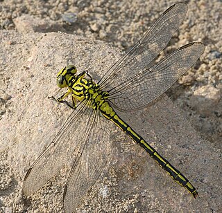 <i>Gomphus flavipes</i> Species of dragonfly
