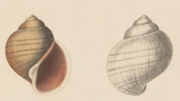 Thumbnail for Pomacea columellaris
