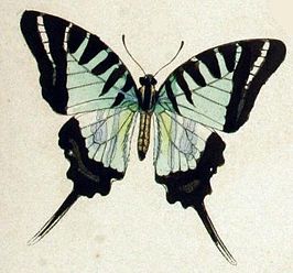 Graphium euphrates