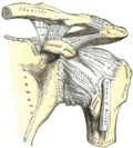 Thumbnail for Coracohumeral ligament