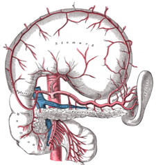 The celiac artery and its branches; the stomach has been raised and the peritoneum removed