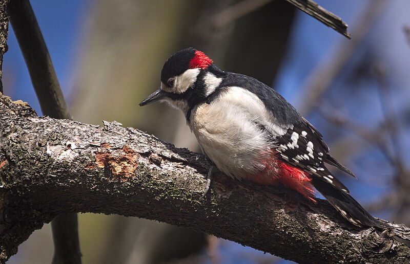 File:Great spotted woodpecker (49752671597).jpg