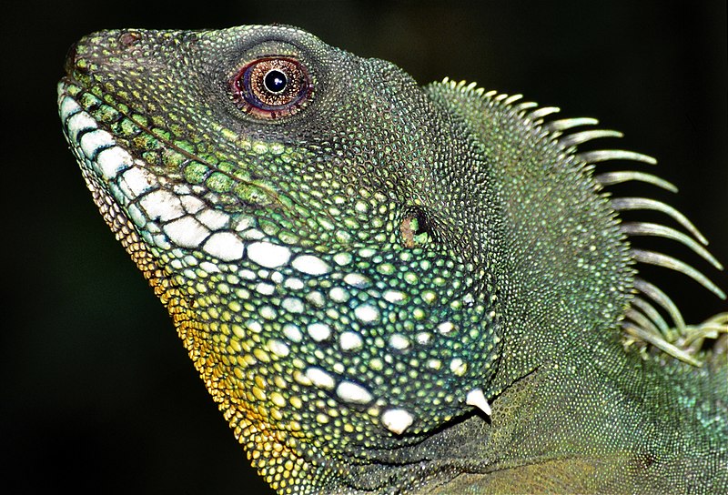 File:Green Water Dragon (Physignathus cocincinus) male (7783192098).jpg